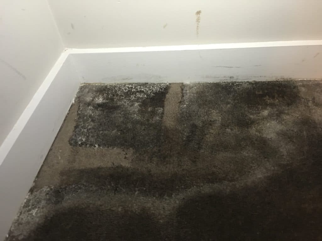 Mould on Floor