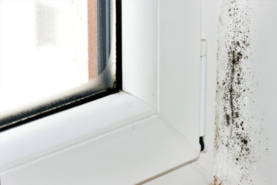 Mould or Mildew