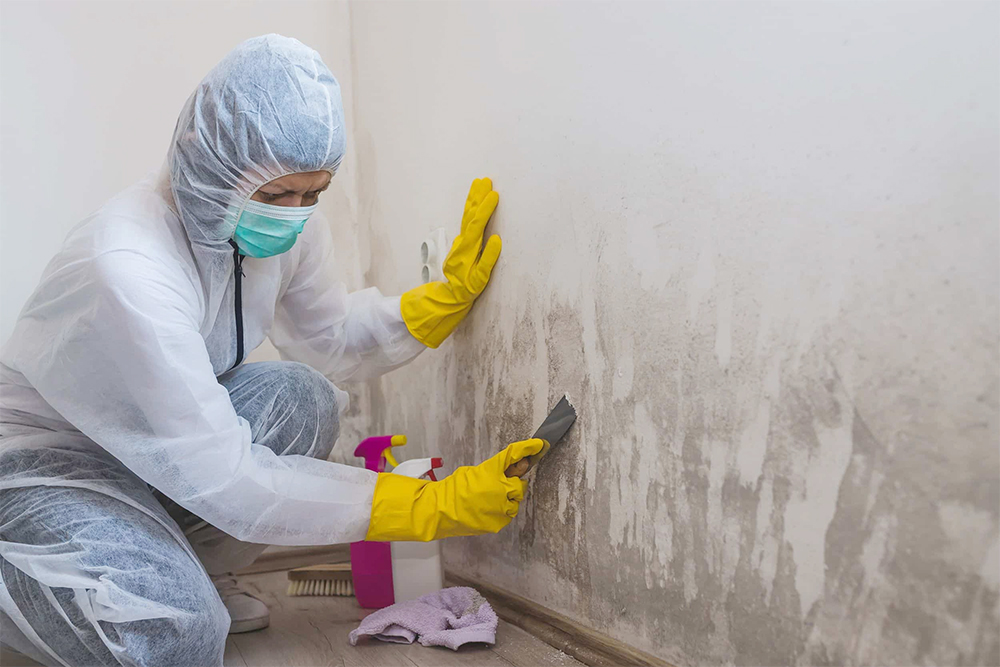 Mould remediation services to residents of Victoria and New South Wales