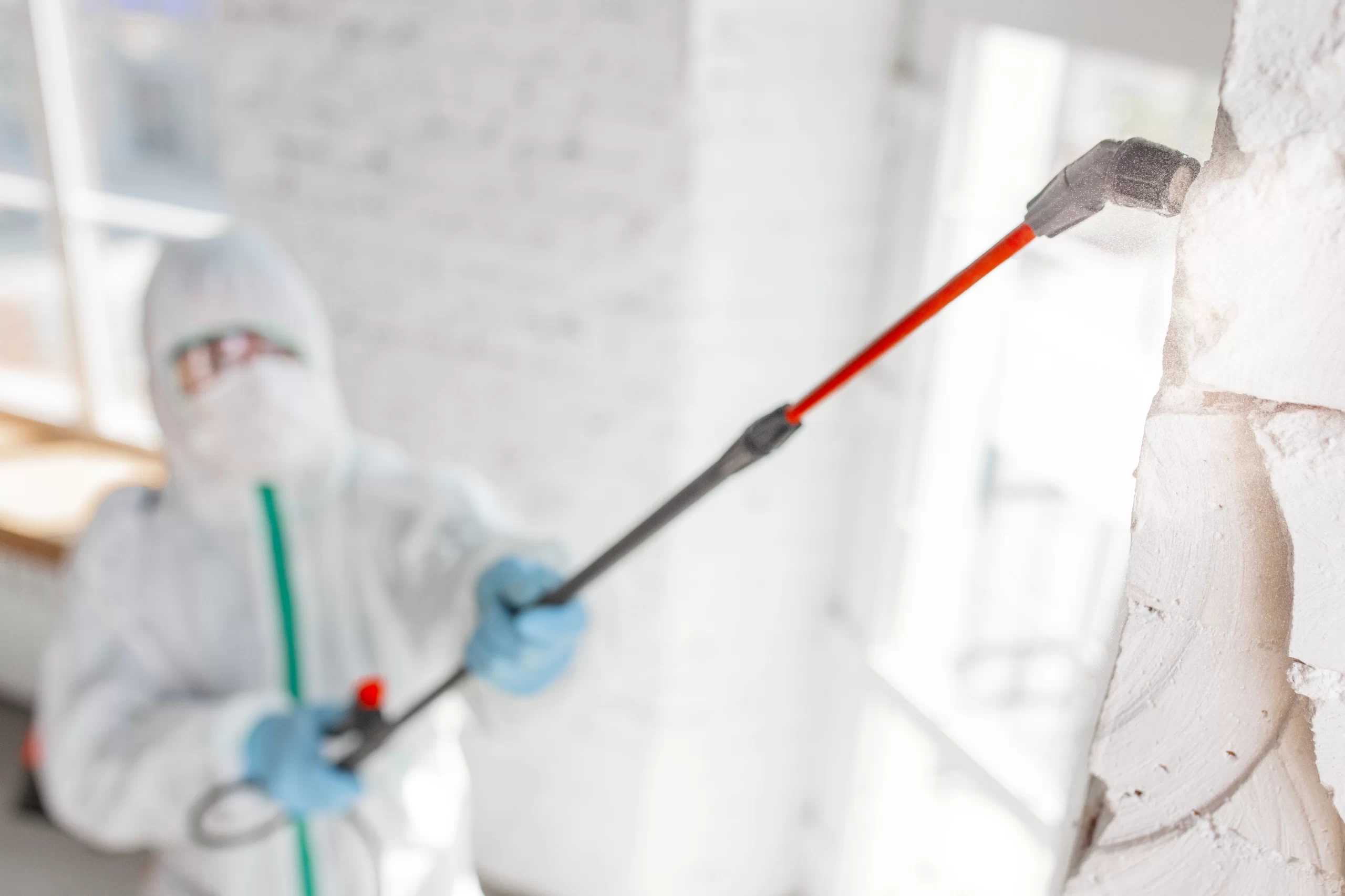When Should You Call Professional Mould Removal Services?