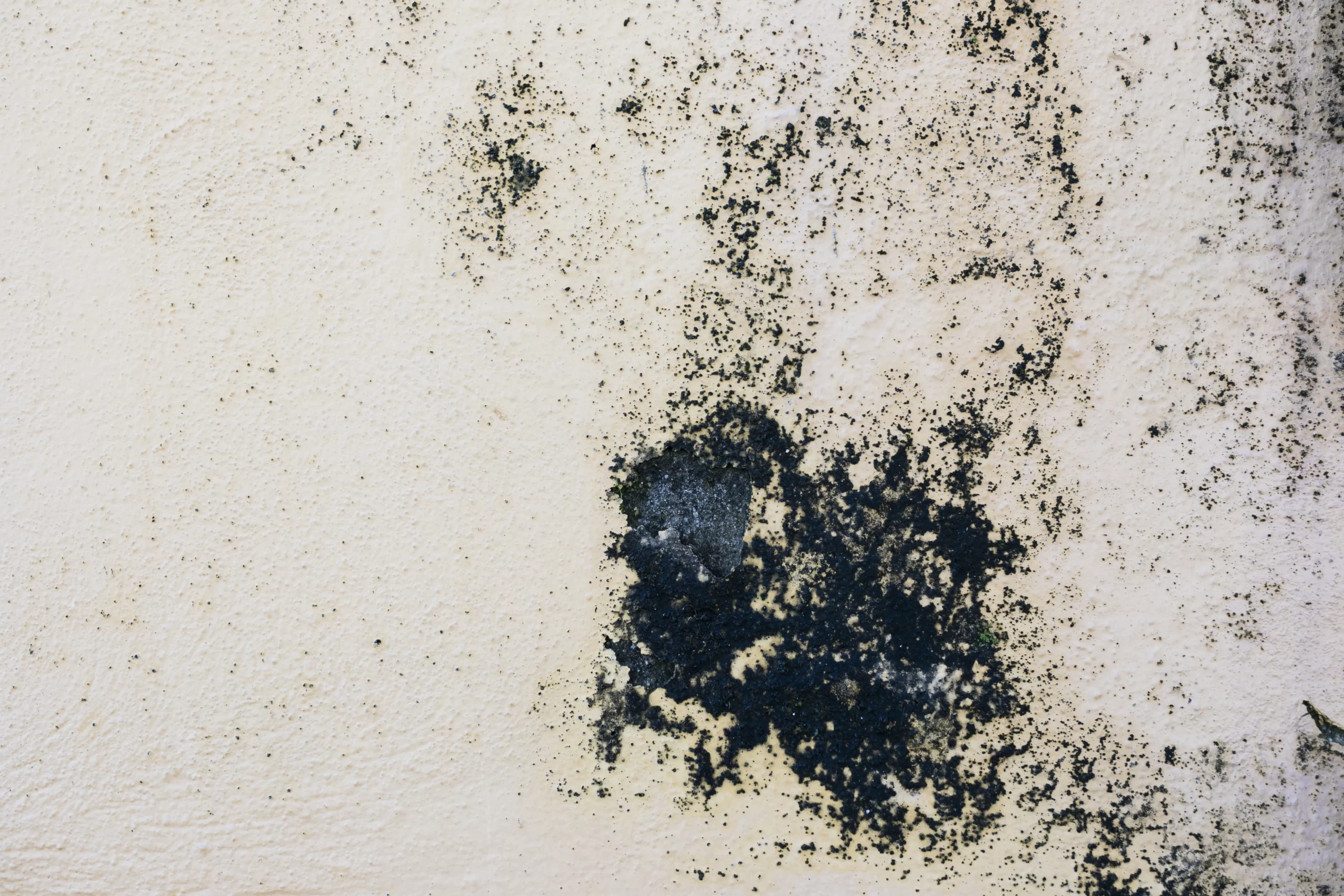 Is Black Mould Dangerous?