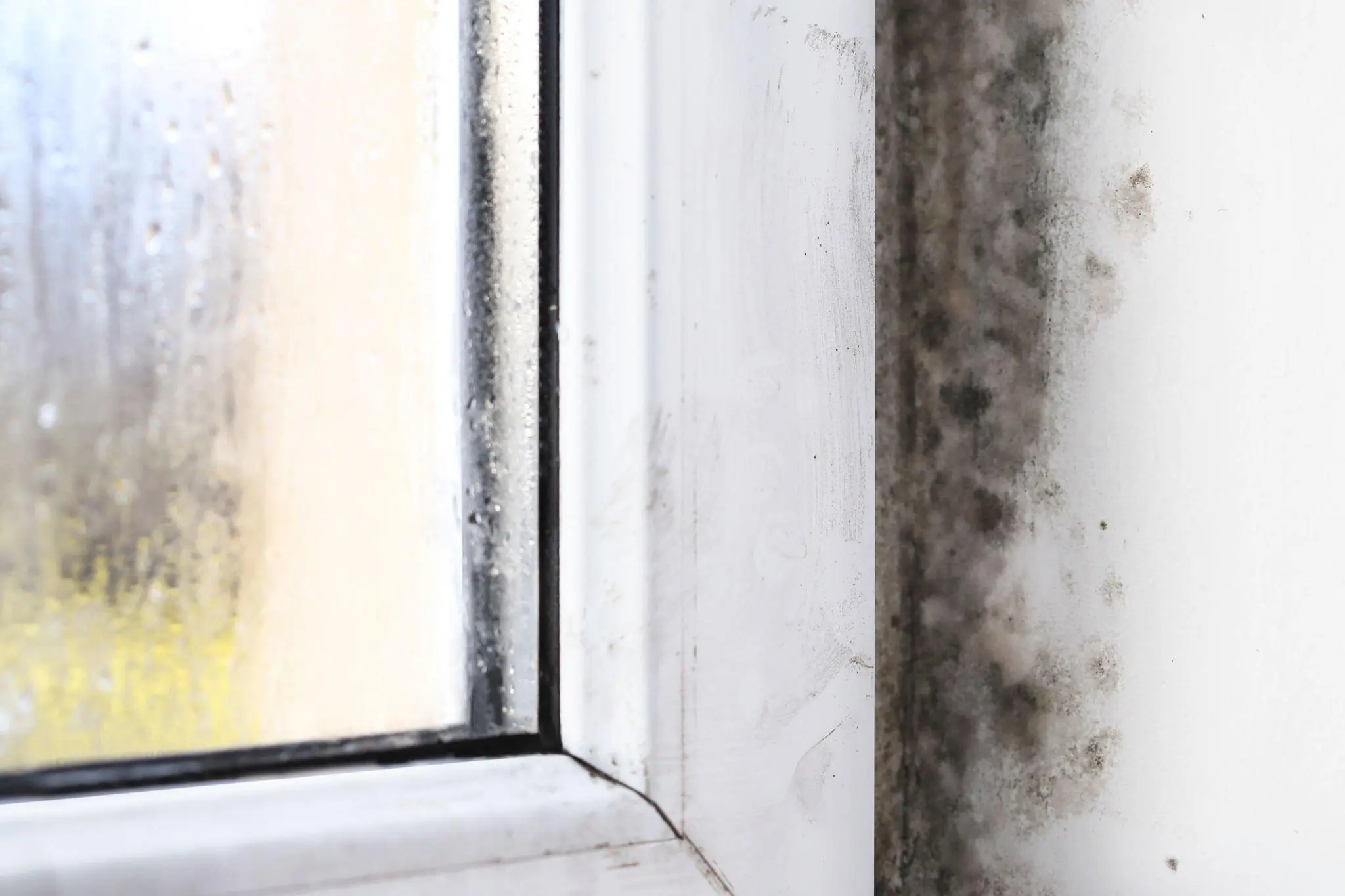 How to Prevent Black Mould on Windows