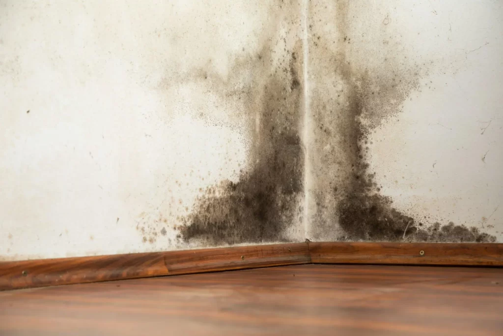 Is It Possible to Remove Mould on Walls Permanently?