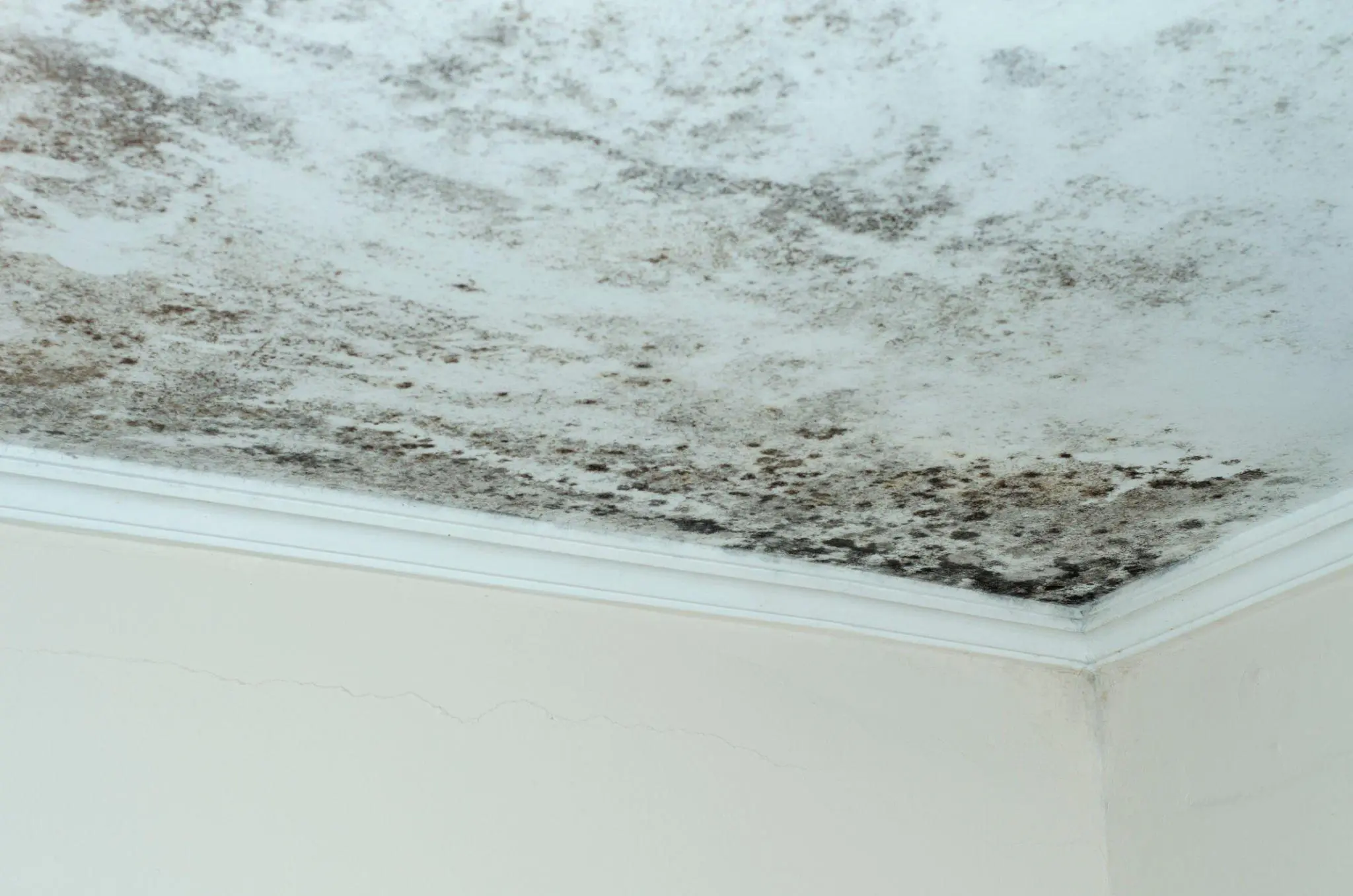 Mould in Ceiling? Here’s What It Means and How to Get Rid of It