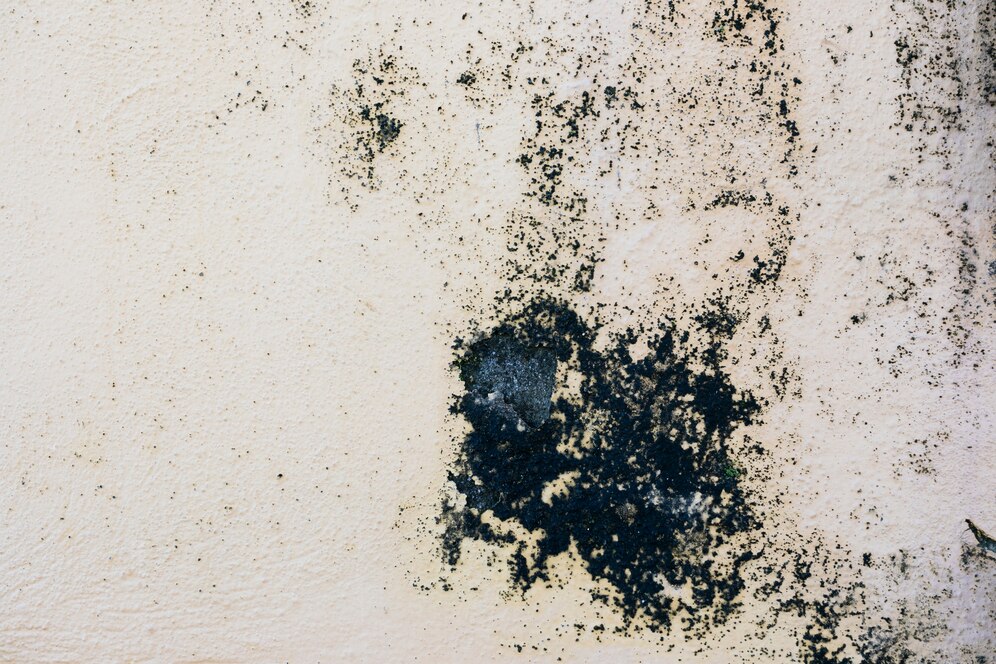 Signs of Mould in House