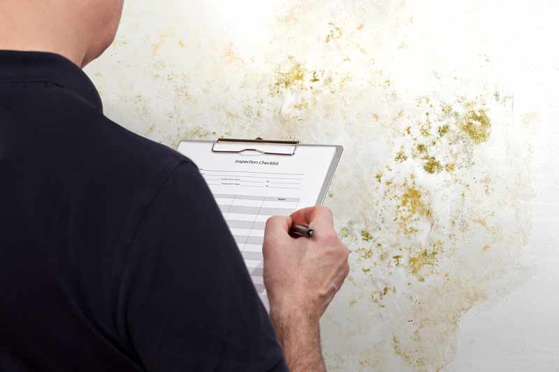 Mould Removal Cost: Insights and Savings